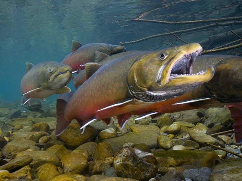 Montana’s cold, clean streams contain some of the last prime habitat in the United States for threatened bull trout, whose historic range has shrunk by half.
(Joel Sartore / National Geographic Stock / U.S. FWS)